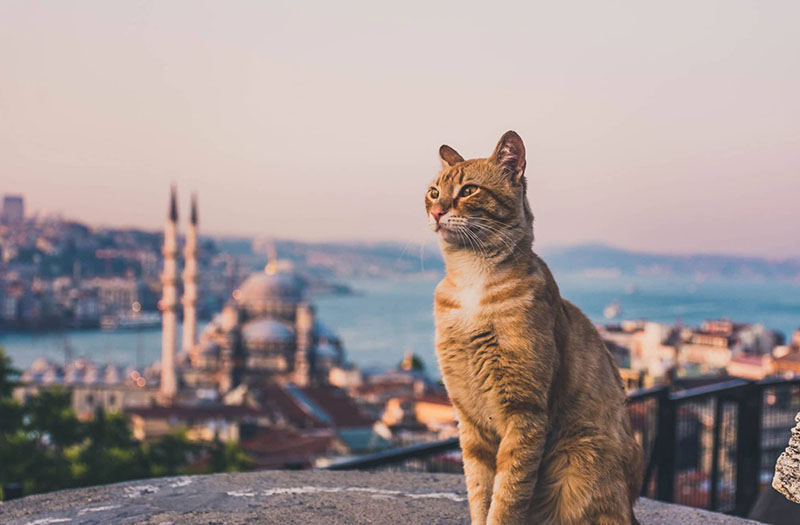 Zwierzęta w Turcji – jakie gatunki można spotkać w Turcji?