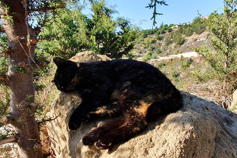 Agios Neofytos Catpark