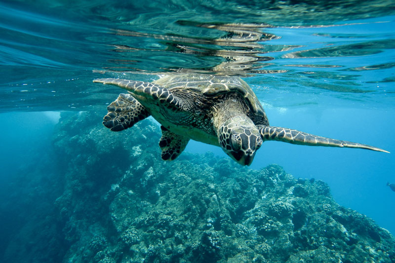 Zatoka Żółwi w Protaras