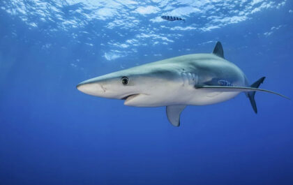 Czy w Albanii są rekiny?